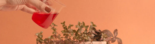 O sangue menstrual e seu poder fertilizante Korui